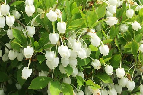 銅樹開花|ドウダンツツジとは｜育て方がわかる植物図鑑｜みんなの趣味の 